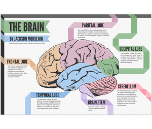 Your Baby's Brain Structure Can Predict Later Language Skills - How To ...