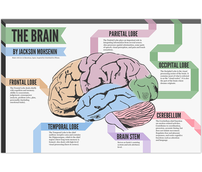 Your Baby s Brain Structure Can Predict Later Language Skills How To 